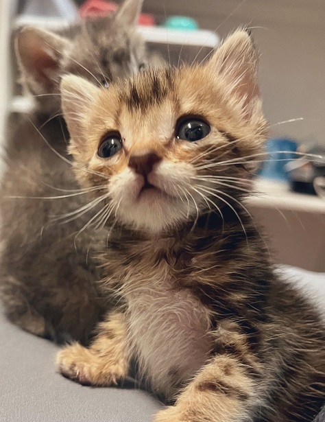 kitten close.jpg