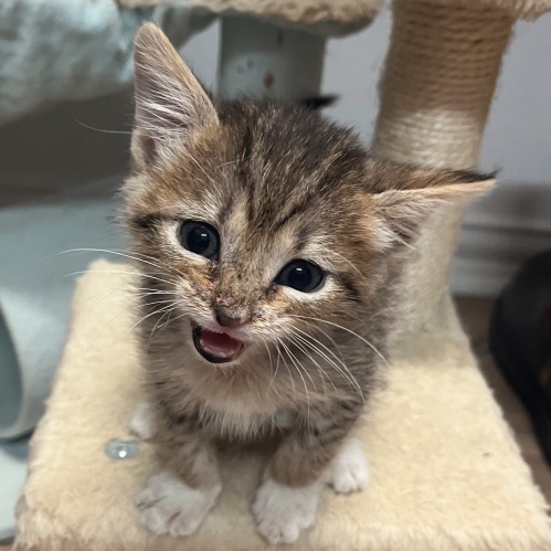 kitten close.jpg