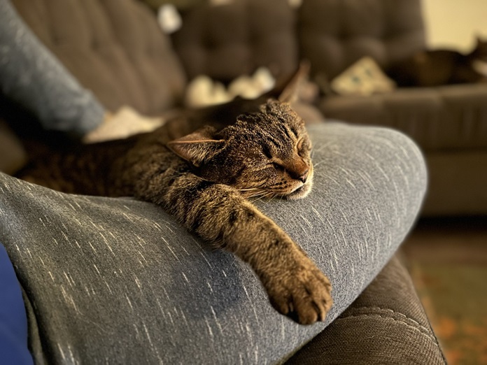 kitten couch.jpg