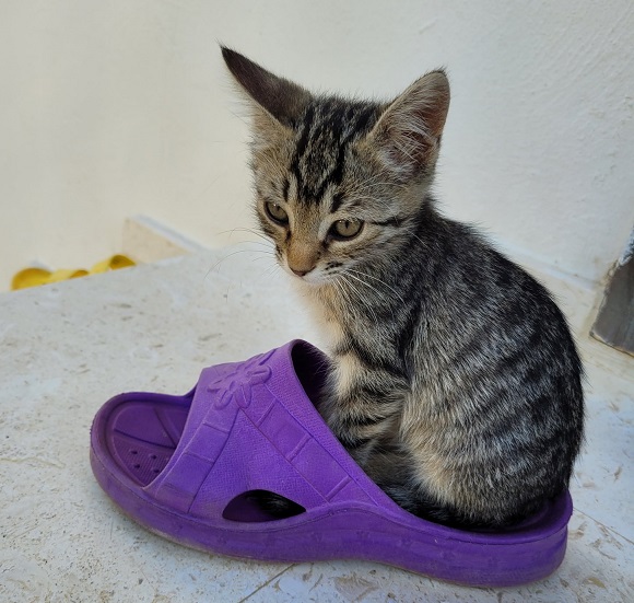 kitten croc.jpg