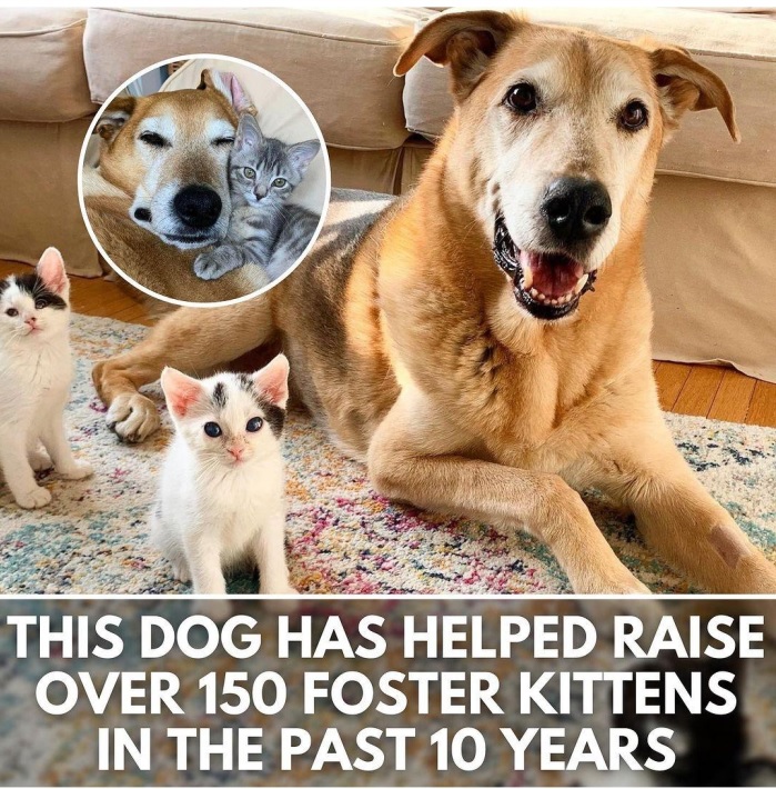 kitten dog.jpg
