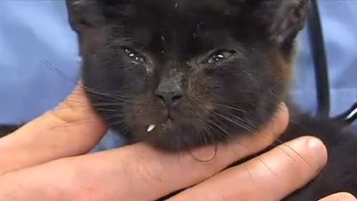 kitten-e1423510265439.jpg