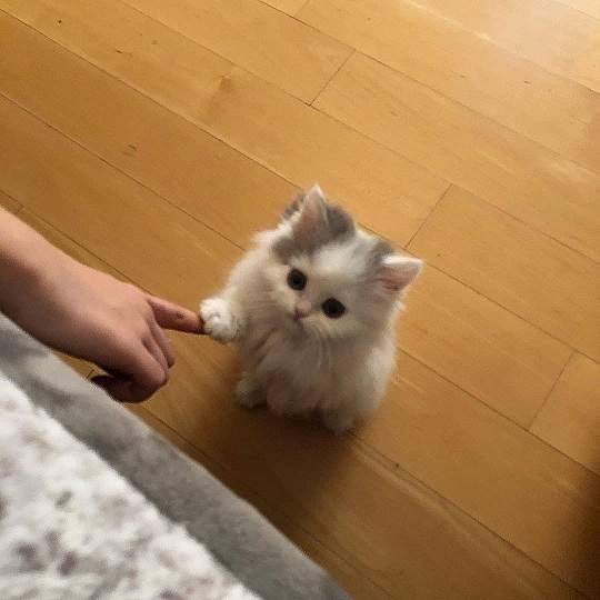 kitten finger.jpg