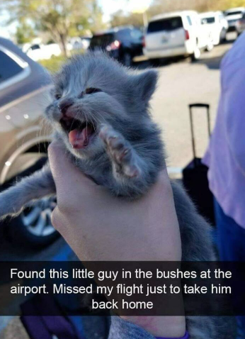 kitten flight.png