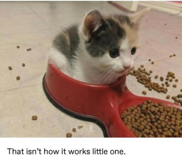 kitten food.jpg