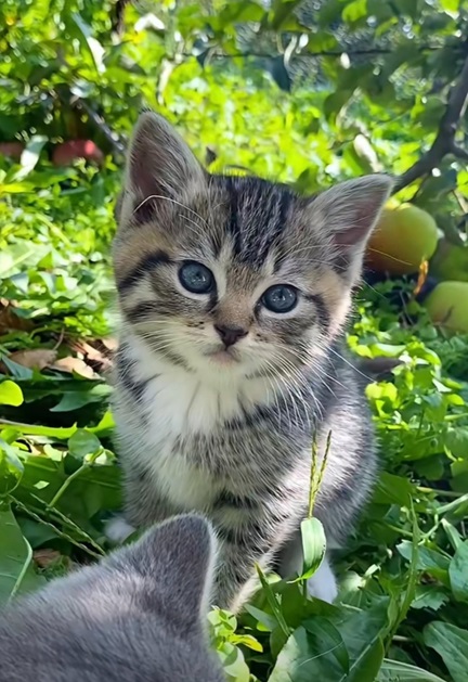 kitten garden.jpg