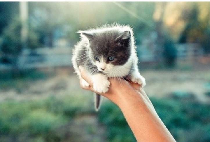 kitten hand.jpg