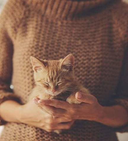 kitten hands.jpg
