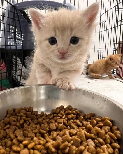 kitten kibble.jpg