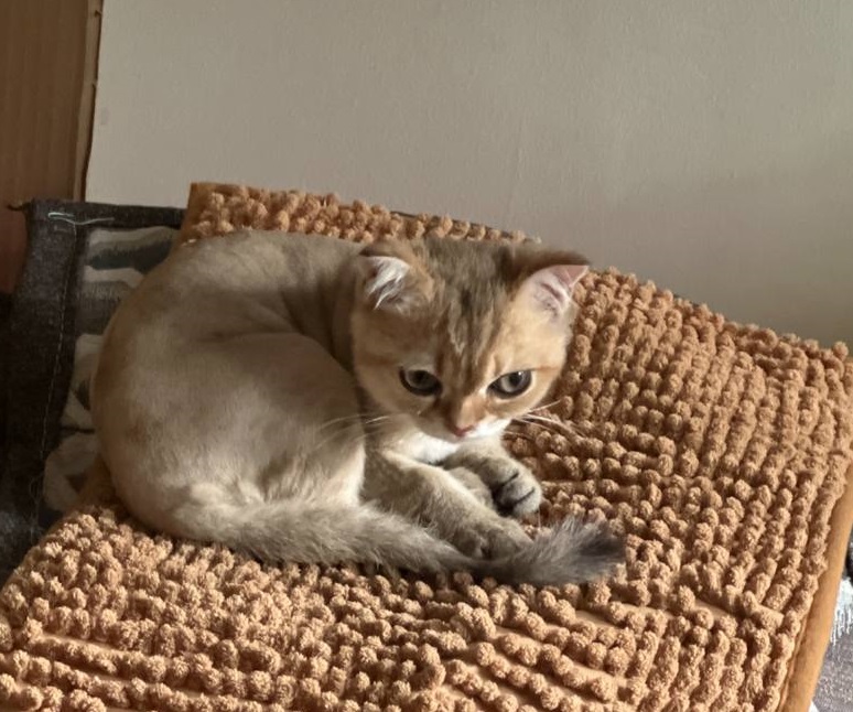 kitten mat.jpg