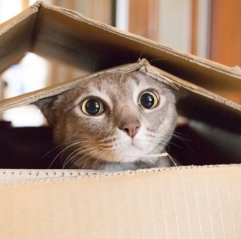kitten peek.jpg