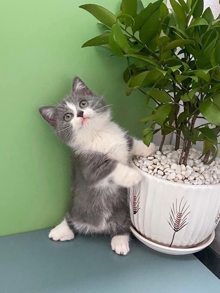 kitten plant.jpg