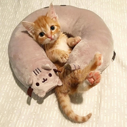 kitten raft.jpg