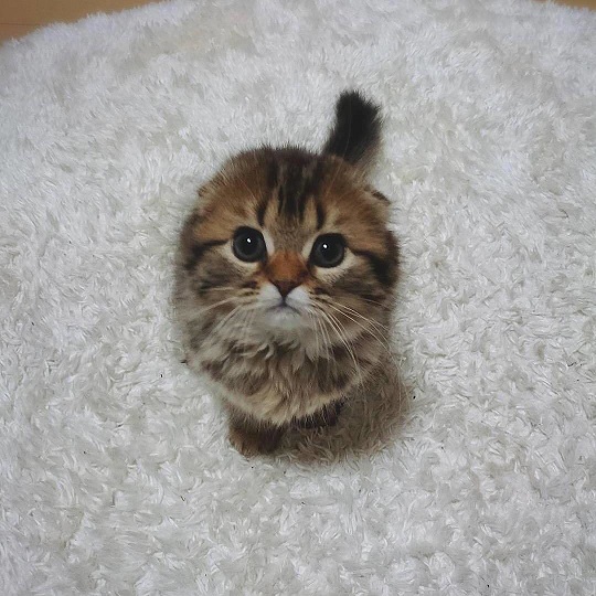kitten rug.jpg