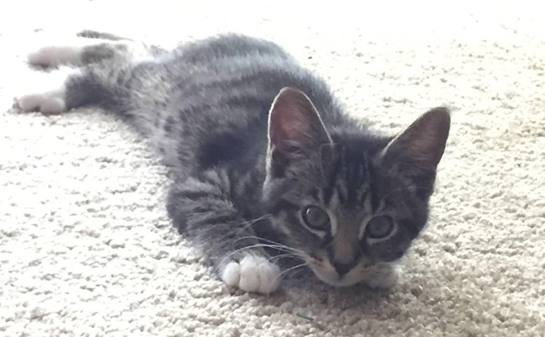kitten rug.jpg