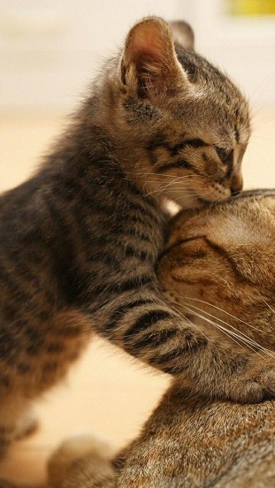 kitten smooch.jpg