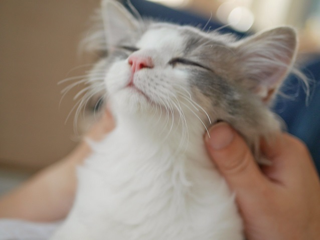 kitten stroke.jpg