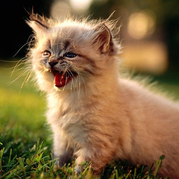 kitten sun.jpg