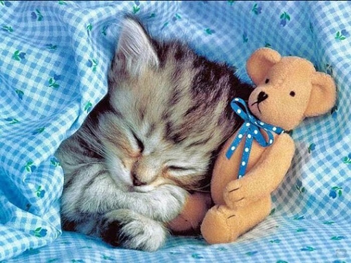 kitten toy.jpg