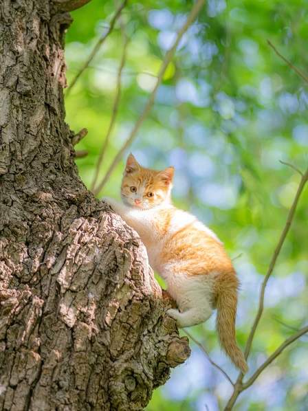 kitten tree.jpg