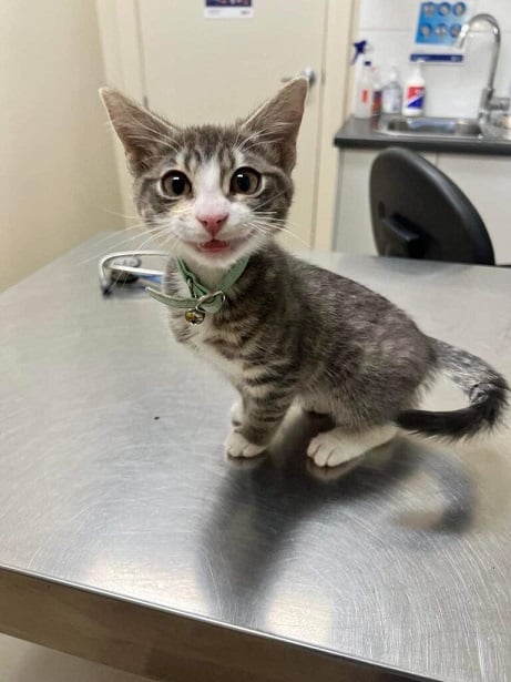 kitten vet.jpg