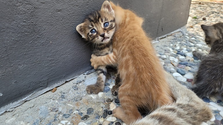 kitten wrestle.jpg