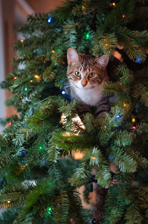kitten xmas tree.jpg