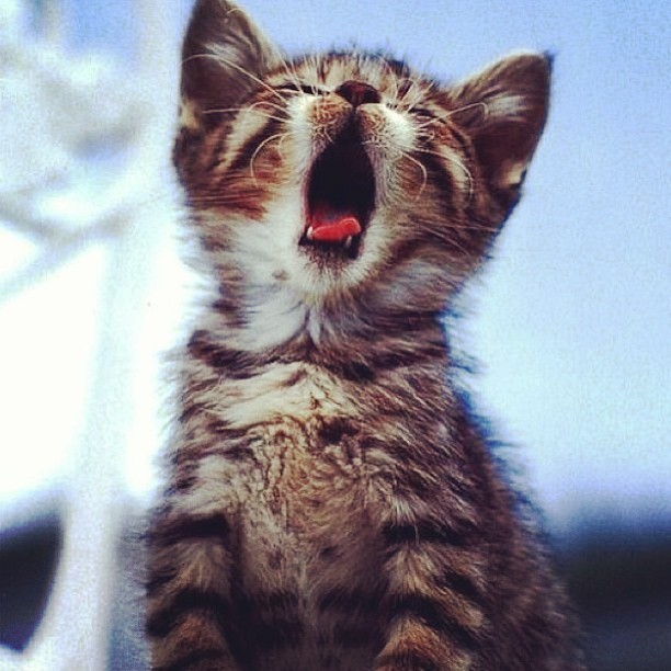 kitten yawn.jpg