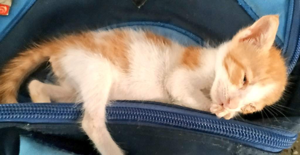 kitten zip.jpg