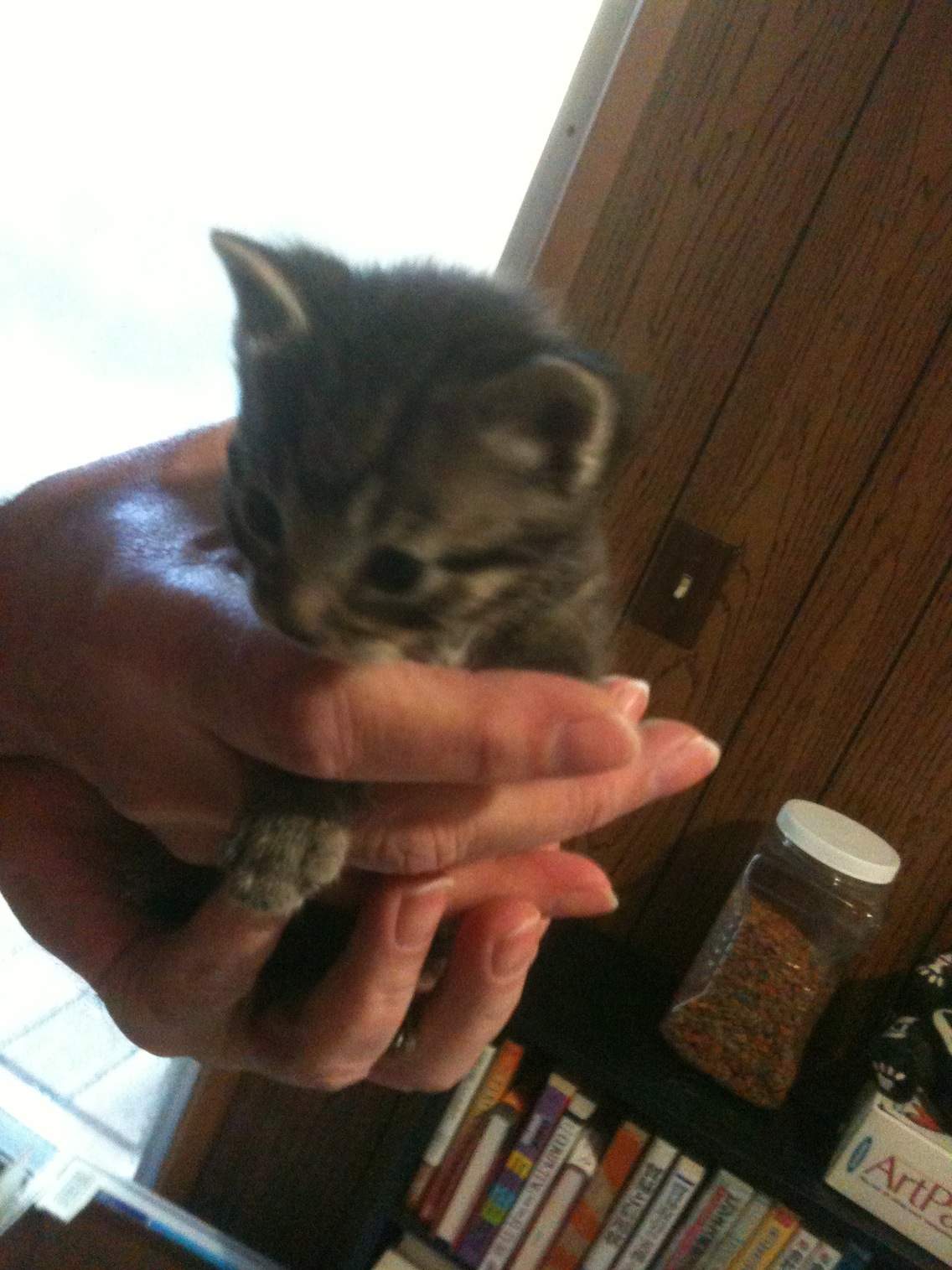 Kitten1.JPG