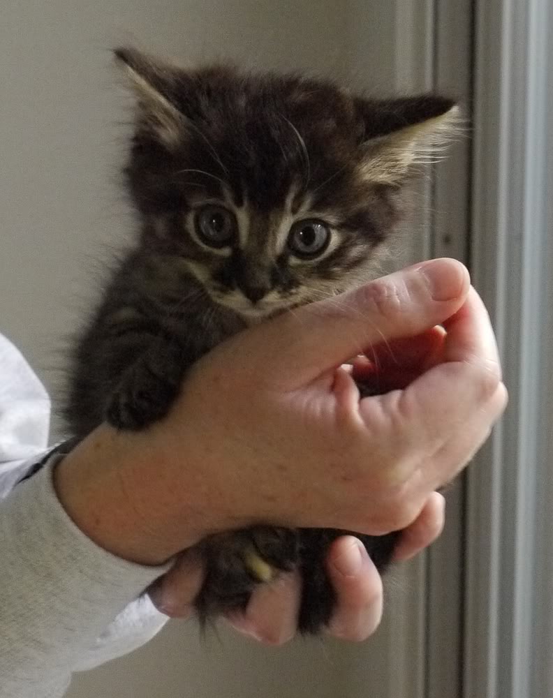 KitteninHand.jpg