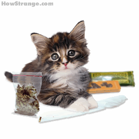 kittenjoint.gif