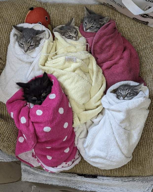 kittens blankets.jpg
