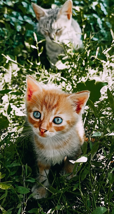 kittens garden.jpg