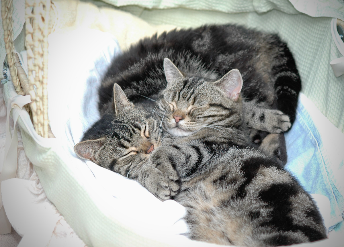 Kittens In A Basket - 1.jpeg