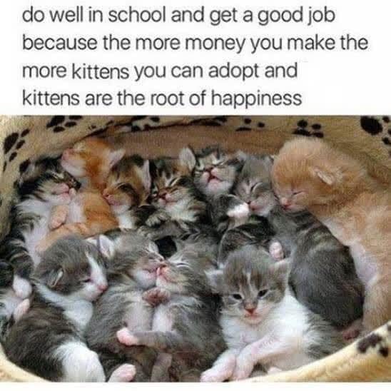 kittens job.jpg