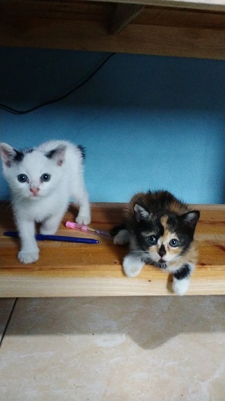 kittens.jpg