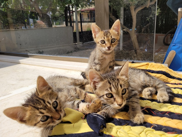kittens.jpg