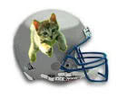kittenshelmet.jpg