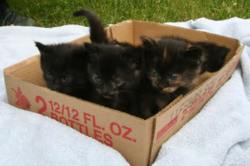 kittensinbox4.jpg