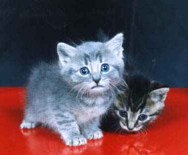 kitties.jpg