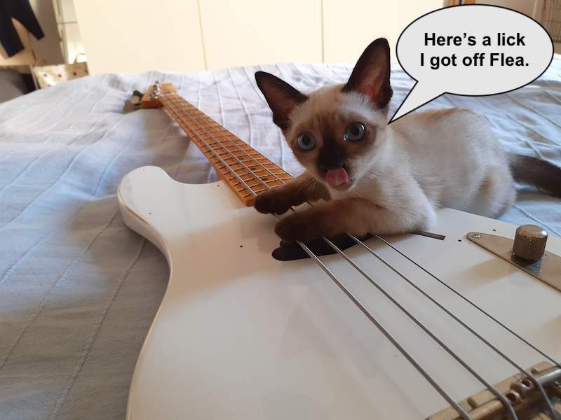 Kitty Bass Lick copy.jpg