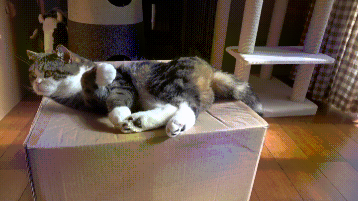 kitty.gif