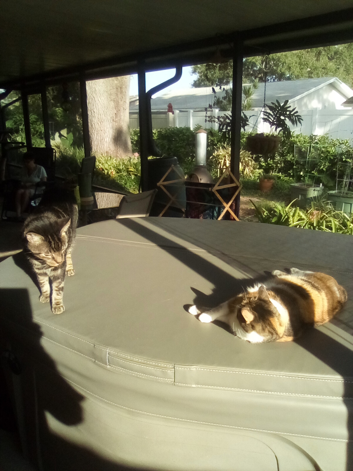 kitty spa sunbeams 2.jpg