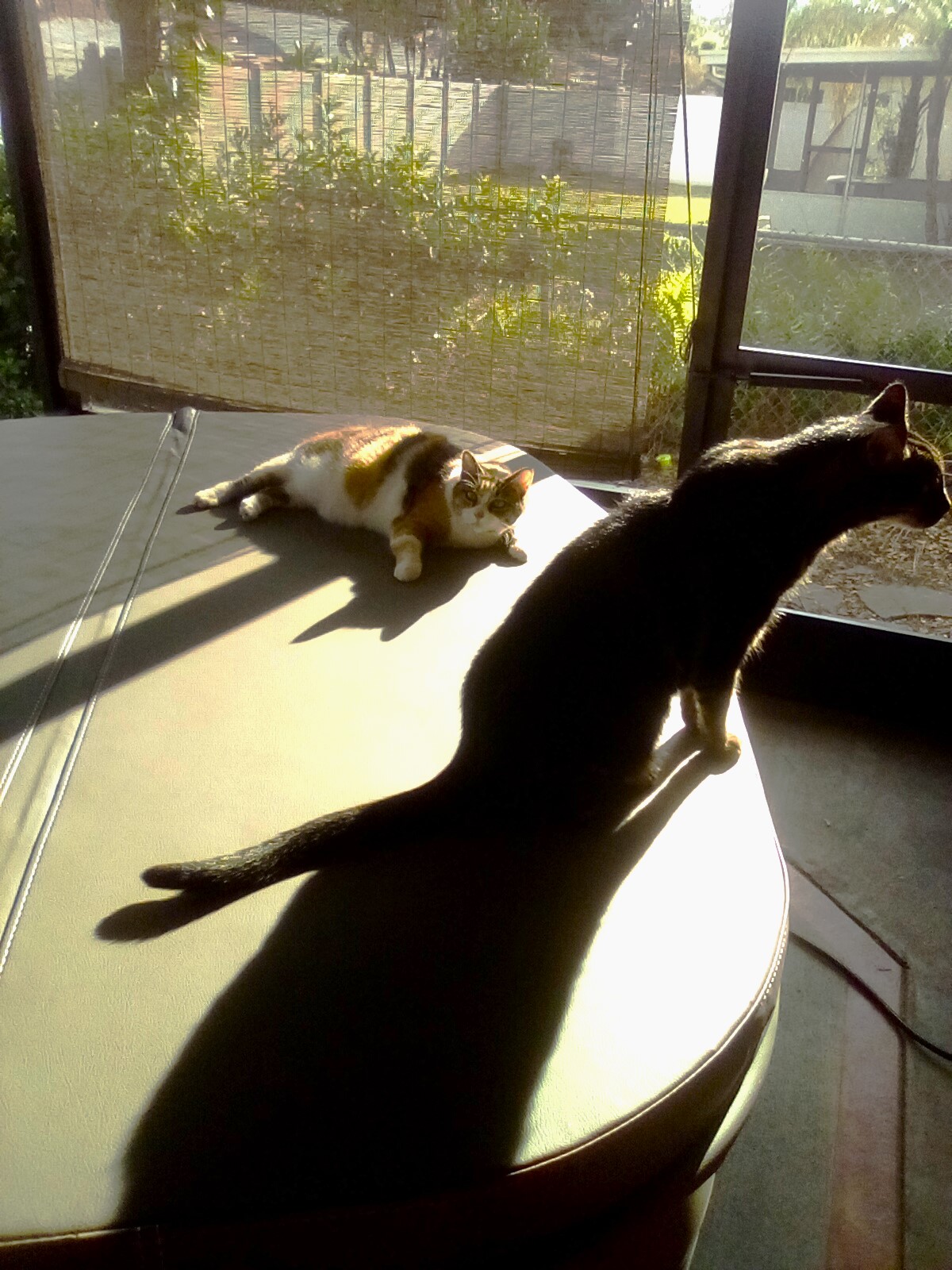 kitty spa sunbeams 4.jpg