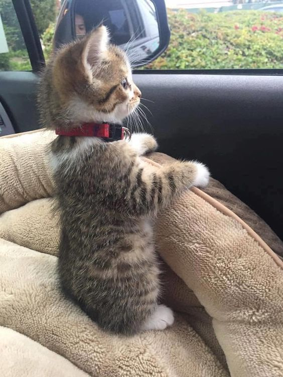 Kitty watching the world go .....png