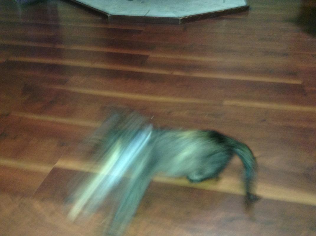 Kitty_Fast_Head.jpg