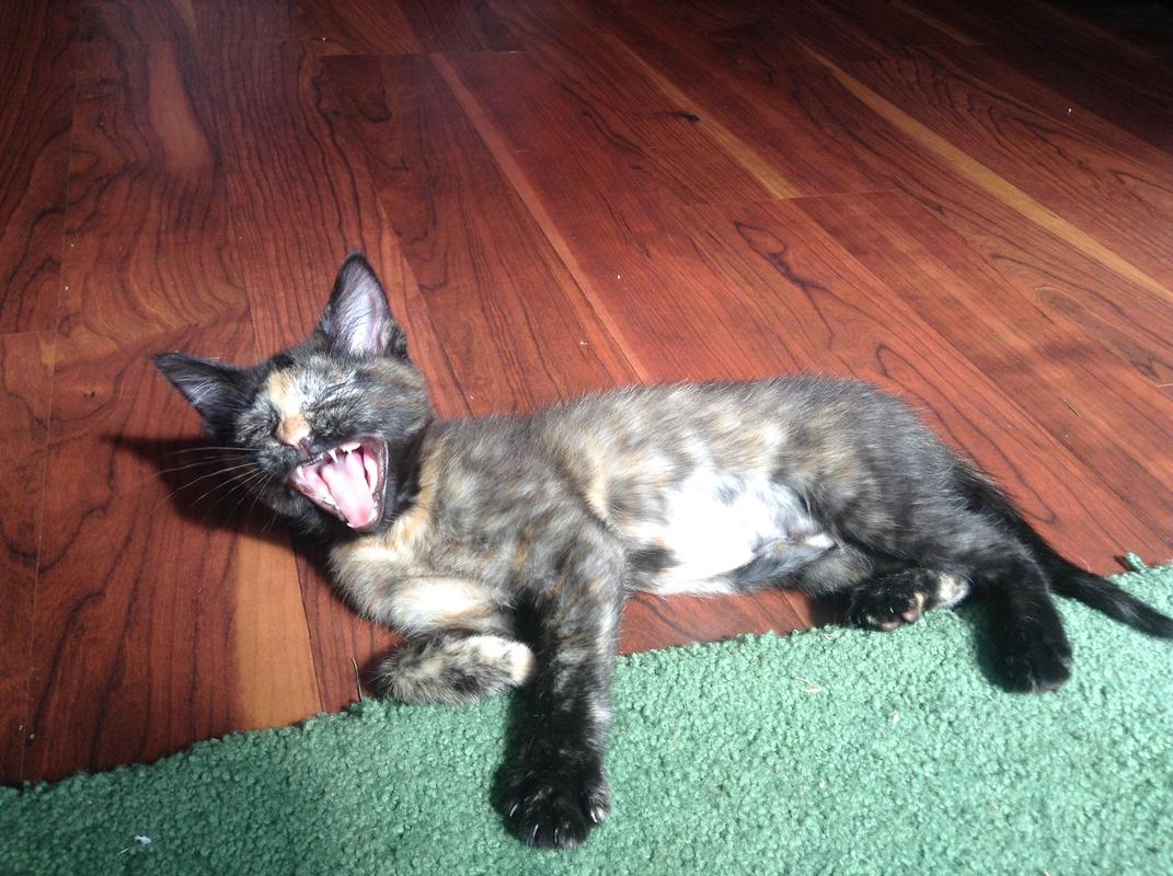 Kitty_Yawn.jpg