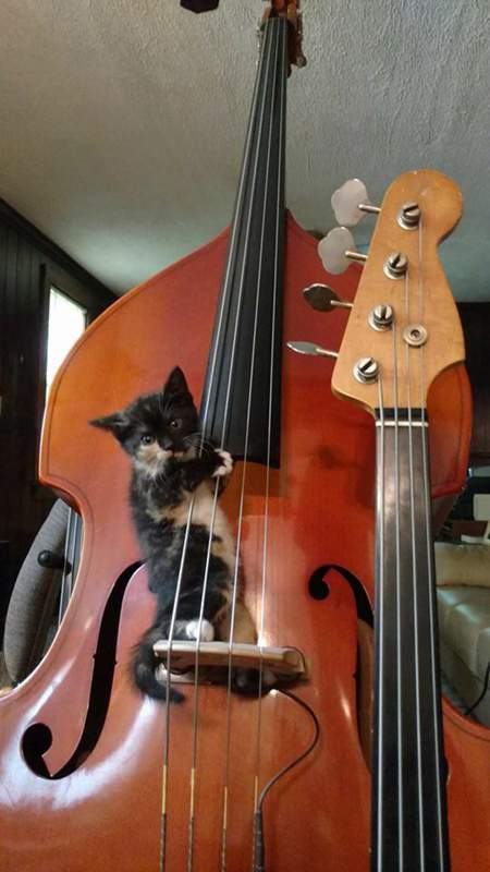KittyBass.jpg