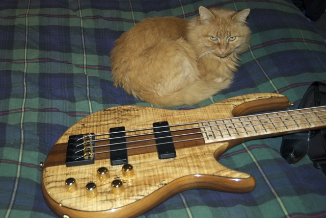 KittyIcon.jpg